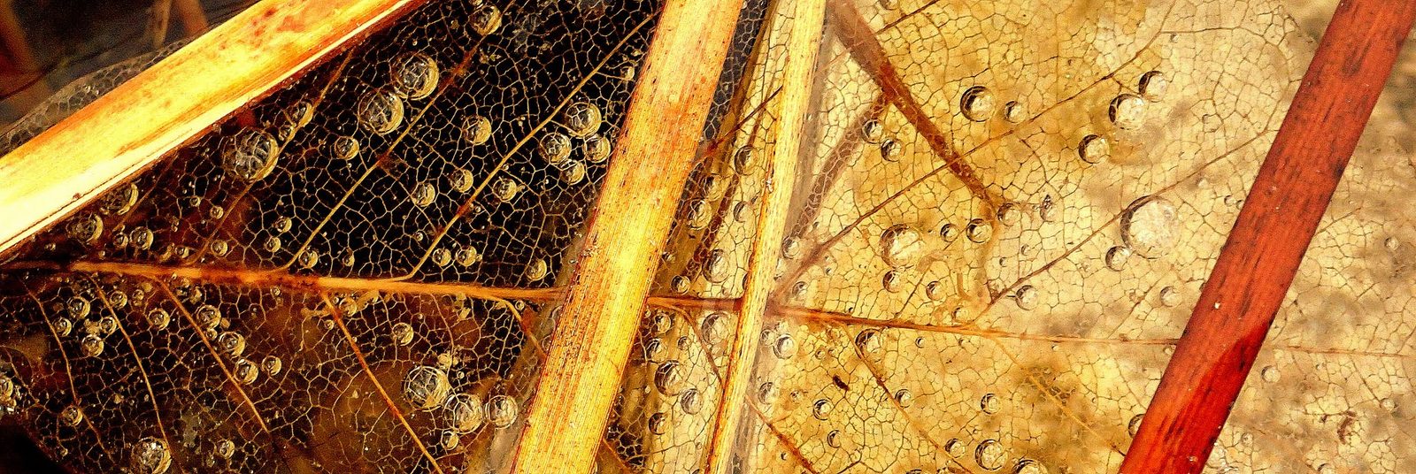 Blatt im Wasser