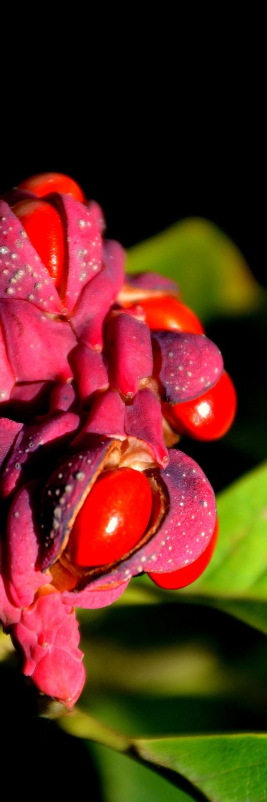 Rot-Lila Früchte